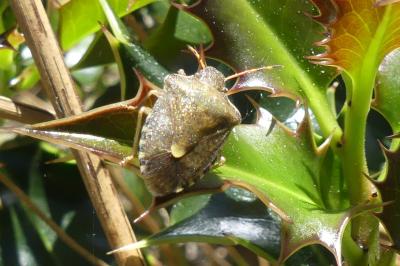 <i>Peribalus strictus</i>