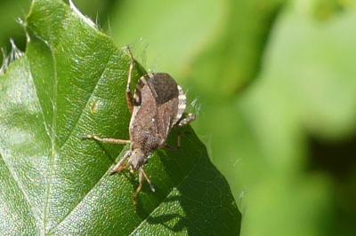 <i>Ceraleptus gracilicornis</i>