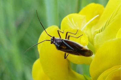 <i>Horistus orientalis</i>