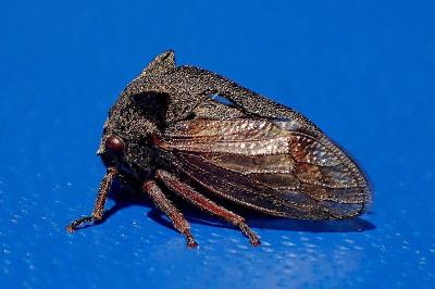 Centrotus cornutus