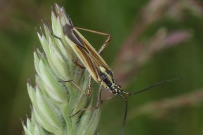 <i>Leptopterna dolabrata</i>
