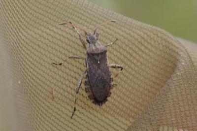 <i>Ceraleptus gracilicornis</i>