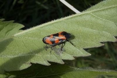 <i>Cercopis vulnerata</i>