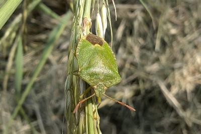 <i>Palomena prasina</i>