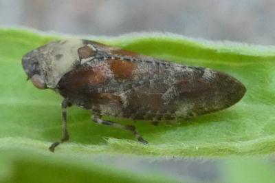 <i>Aphrophora corticea</i>