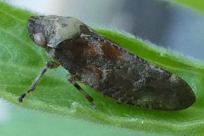 <i>Aphrophora corticea</i>