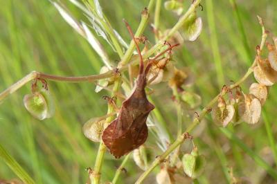 <i>Haploprocta sulcicornis</i>