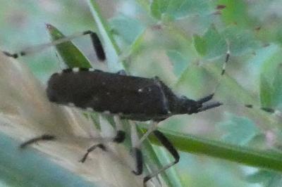 <i>Dicranocephalus albipes</i>