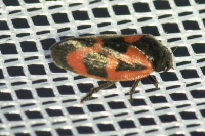 <i>Haematoloma dorsata</i>