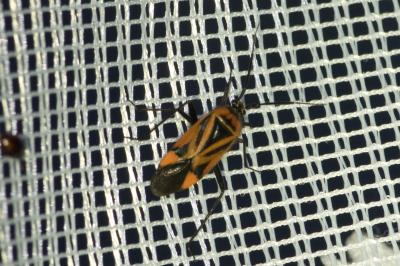 <i>Brachycoleus triangularis</i>