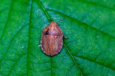 <i>Eurygaster maura</i>