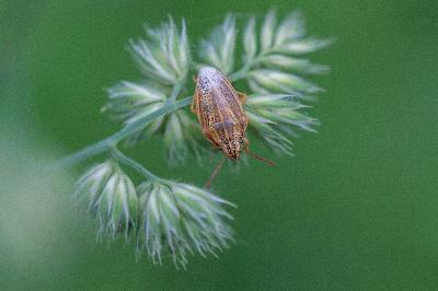 <i>Aelia acuminata</i>