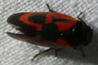 <i>Haematoloma dorsata</i>
