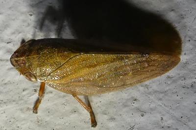 <i>Aphrophora</i>