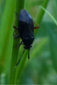 <i>Capsus ater</i>