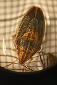 <i>Aelia acuminata</i>