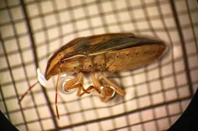 <i>Aelia acuminata</i>
