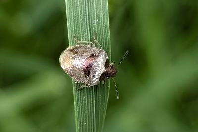 <i>Stagonomus venustissimus</i>
