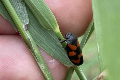 <i>Cercopis vulnerata</i>