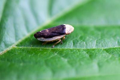 <i>Philaenus spumarius</i>