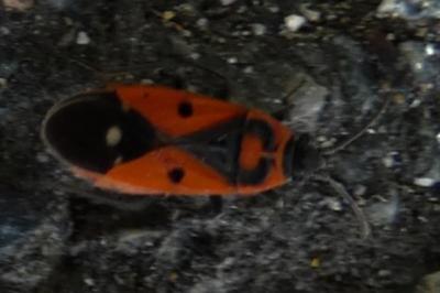 <i>Melanocoryphus albomaculatus</i>