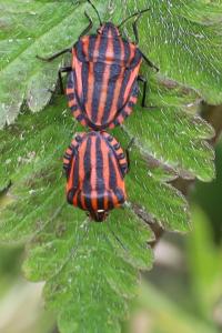 <i>Graphosoma italicum</i>