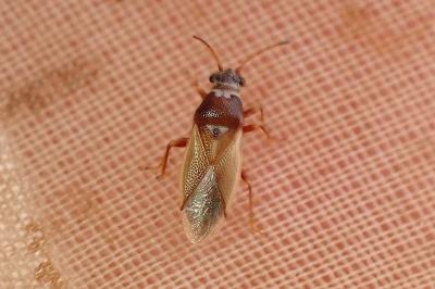 <i>Cymus melanocephalus</i>