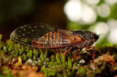 <i>Cicadetta cantilatrix</i>