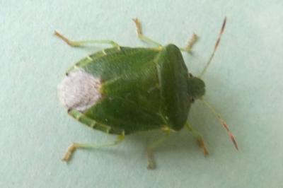 <i>Palomena prasina</i>