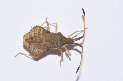 <i>Syromastus rhombeus</i>