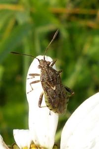 <i>Stictopleurus punctatonervosus</i>