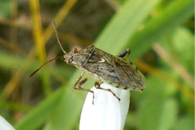 <i>Stictopleurus punctatonervosus</i>