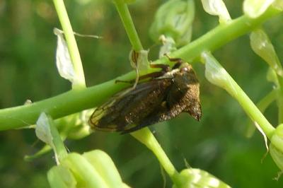<i>Centrotus cornutus</i>