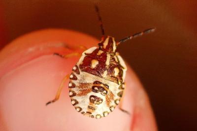 <i>Carpocoris</i>