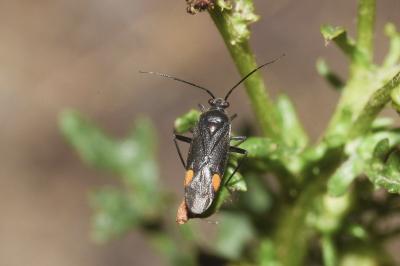 <i>Capsodes flavomarginatus</i>