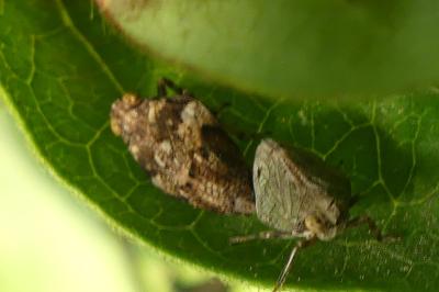 <i>Issus coleoptratus</i>