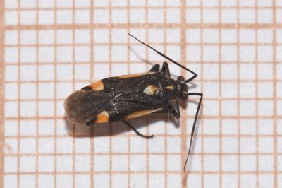 <i>Capsodes sulcatus</i>