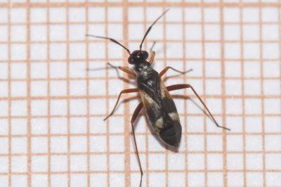 <i>Globiceps fulvicollis</i>