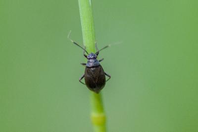 <i>Capsus ater</i>