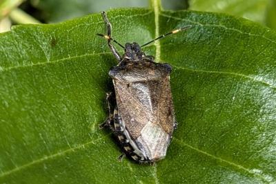 <i>Troilus luridus</i>
