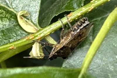 <i>Troilus luridus</i>