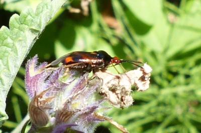 <i>Deraeocoris ruber</i>