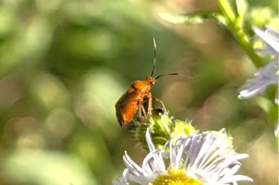 <i>Deraeocoris ruber</i>