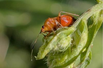 <i>Deraeocoris ruber</i>