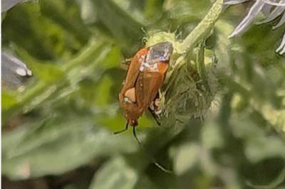 <i>Deraeocoris ruber</i>