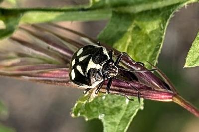 <i>Eurydema oleracea</i>