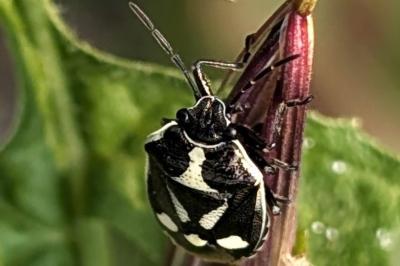 <i>Eurydema oleracea</i>