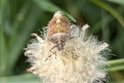 <i>Dolycoris baccarum</i>