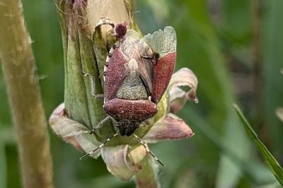 <i>Dolycoris baccarum</i>