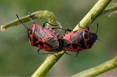 <i>Eurydema ventralis</i>